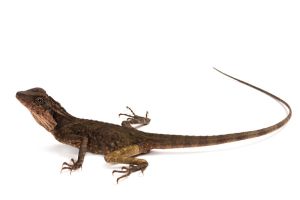 Gonocephalus grandis